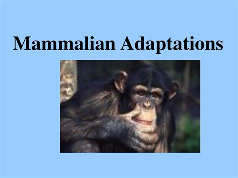 PPT - Mammalian Adaptations PowerPoint Presentation, free download - ID:144936