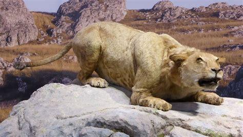 Perfectly Preserved Year Old Cave Lion Cub Discovered In Siberia