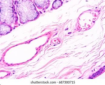 Histology Human Salivary Gland Tissue Show Stock Photo