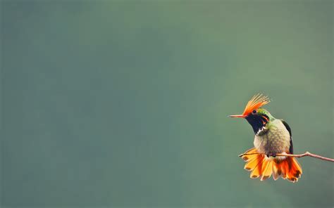 Download wallpaper for 1920x1080 resolution | Hummingbird HD | animals ...