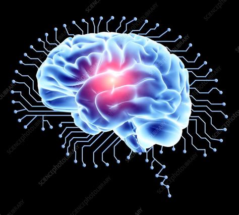 Human Brain On Brain Shaped Circuit Board Stock Image F