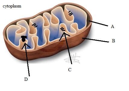 Mitochondria In The Electron Transport Chain Flashcards Quizlet