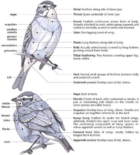 Bird Wings Anatomy