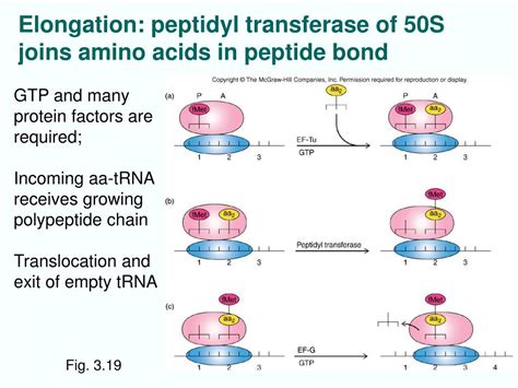 Ppt Chapt Ribosomes And Transfer Rna Powerpoint Presentation