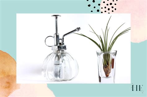 Air Plant Watering Guide - How to Water and Mist Tillandsias