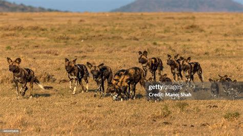 African Wild Dog Pack High-Res Stock Photo - Getty Images