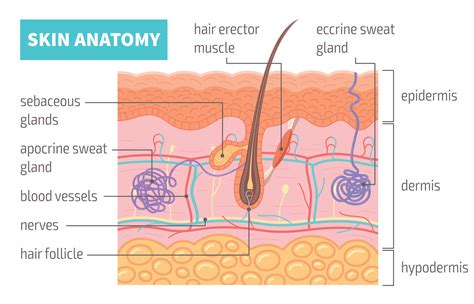 Human Skin Anatomy Infographics 25803776 Vector Art at Vecteezy