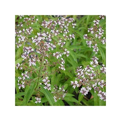 Verveine Citronnelle Aloysia Triphylla Pot De 15l Diamètre 15cm