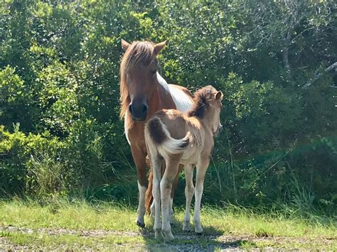 Revisiting Misty of Chincoteague – E. E. Duncan/ Elizabeth Duncan/ Beth ...