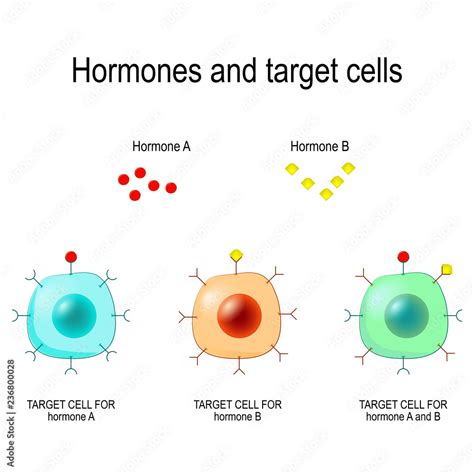 Hormones, Receptors and Target Cells Stock Vector | Adobe Stock