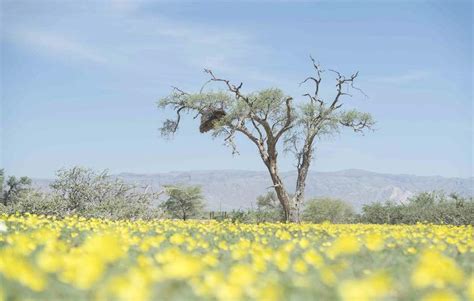 Namib Desert - Namib Naukluft National Park - Namibia Desert Dunes