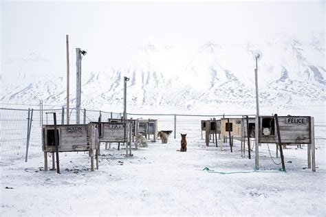 Norway Arctic Svalbard Islands Lure Tourists With Polar Bears