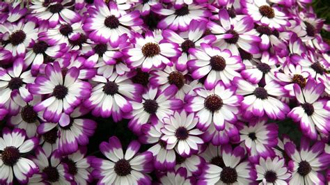 Purple White Flowers Wallpapers - Top Free Purple White Flowers ...