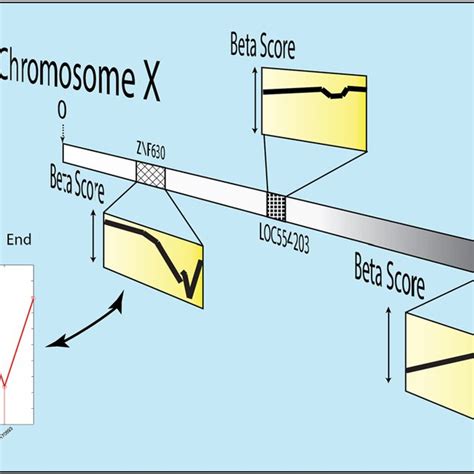 Schematic Of Sex Based Dna Methylation Signal Acquisition Multiple Cpg