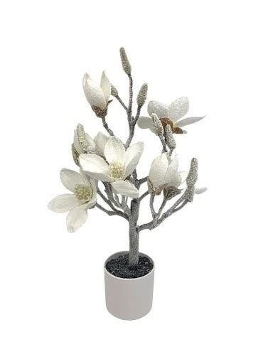 Magnolia drzewko ośnieżone w doniczce 50 cm białe CV13043 Cena