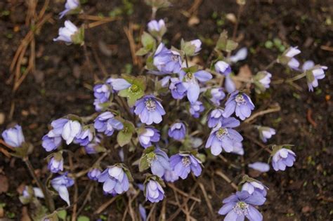 Przylaszczka Pospolita Hepatica Nobilis Sadzonka W Doniczce Cena