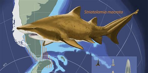 Ancient shark teeth lost in Antarctica millions of years ago recorded ...