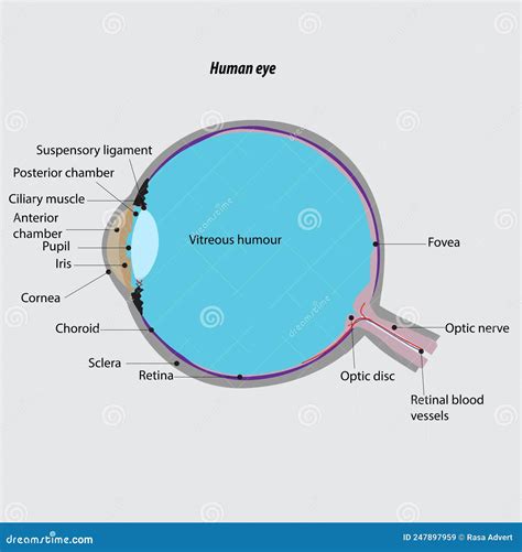 Human Eye Cross Section Vector Drawing Parts Of The Human Eye Eye