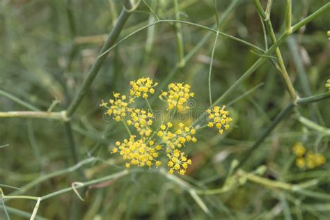 Anise Plant Yellow Flowers Close Up Stock Photo - Image of greece ...