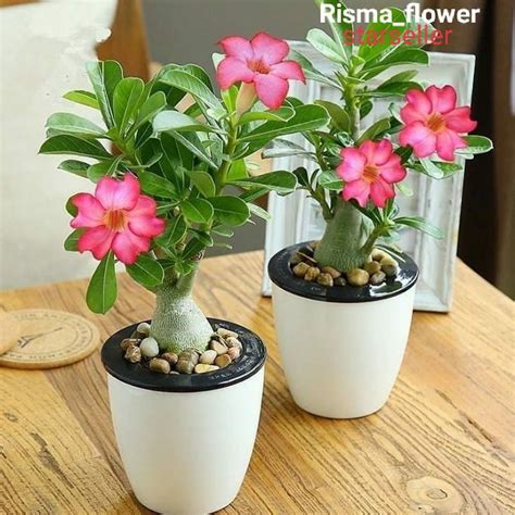 Jual Pohon Adenium Kamboja Jepang Tumpuk Pink Muda Tanaman Hias