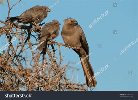 Common Resident Bird Noisy All Grey Stock Photo 95951974 Shutterstock