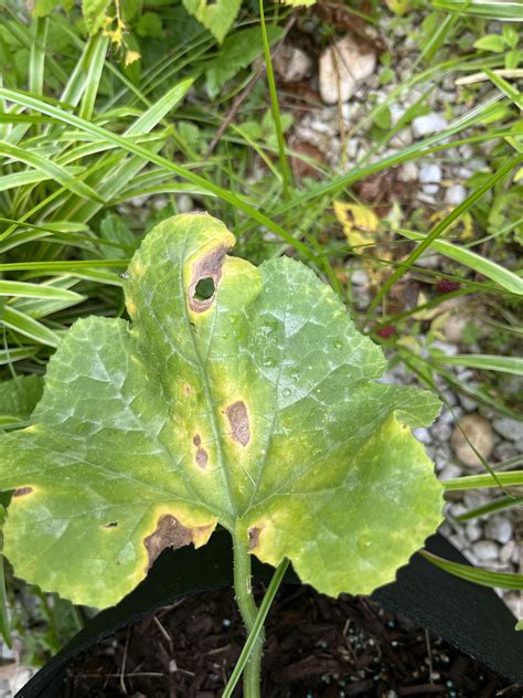 Zucchini brown spots? : r/plantclinic