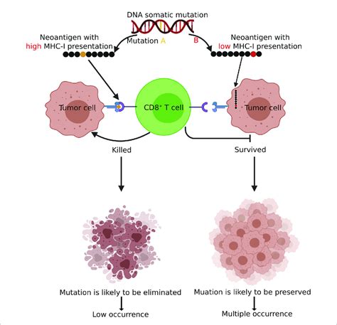 A Schematic Diagram Demonstrating How Immunosurveillance Shapes The