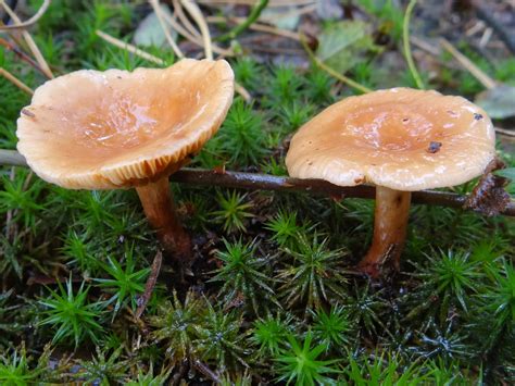 Lactarius Tabidus The Ultimate Mushroom Guide