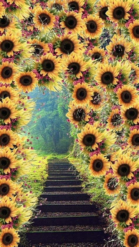 Pin By Tammy Reedy Strader On Backgrounds For Fb Phone Sunflower