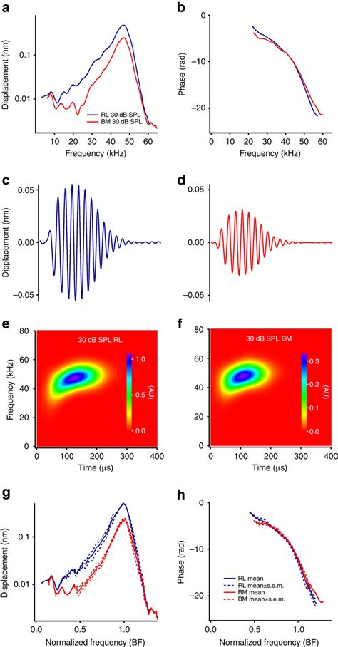 Acoustically Evoked Reticular Lamina And Basilar Membrane Vibrations In