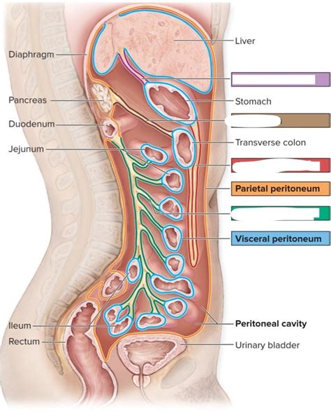 Mesenteries Diagram | Quizlet