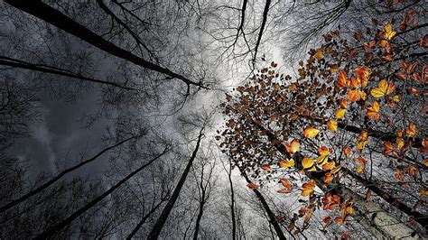 Sunlight Trees Forest Fall Leaves Dark Nature Reflection Sky