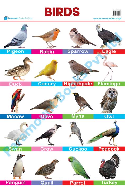 Birds Chart – almaqtabooks.com