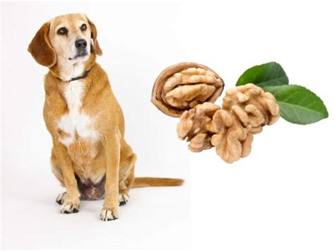 What Type Of Nuts Are Poisonous To Dogs