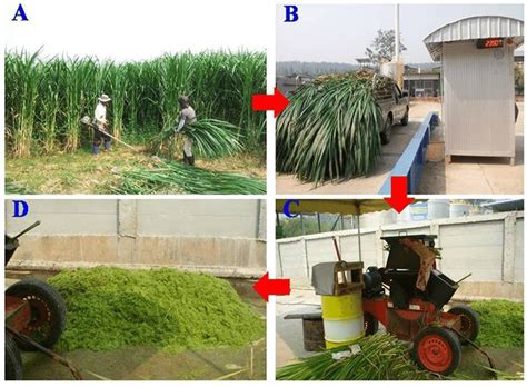 Grass Collection And Silage Preparation A Cultivation B Download Scientific Diagram