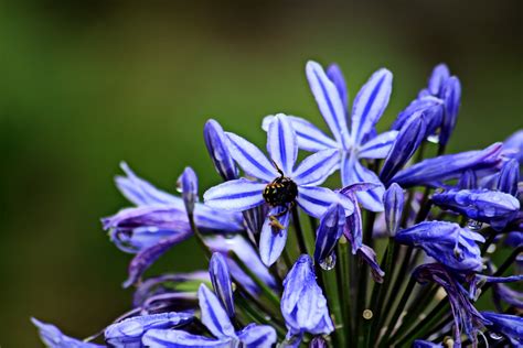 Comment Faire Fleurir Les Agapanthes Conseils Hagrry Pot Fleur