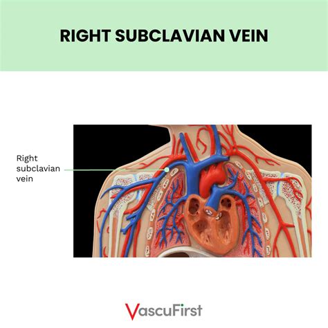 Overview Of Anatomy And Physiology Related To Vascular Access Veins Of