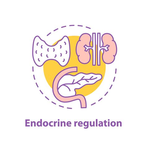 Endocrine Regulation Concept Icon Endocrinology Idea Thin Line