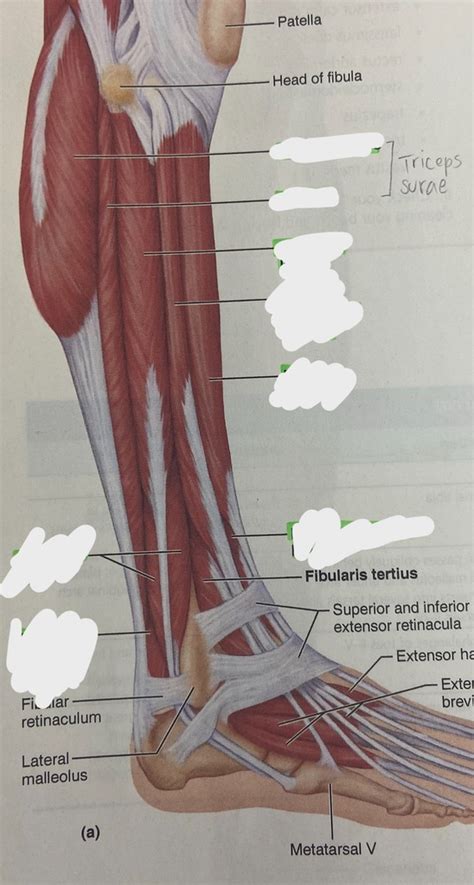 Lateral Leg Msucles Diagram Quizlet