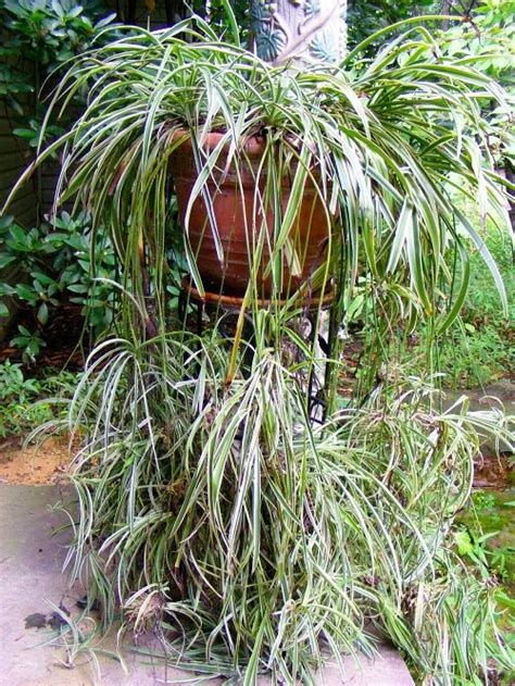 8 Gorgeous Variegated Spider Plants You Can Grow Balcony Garden Web