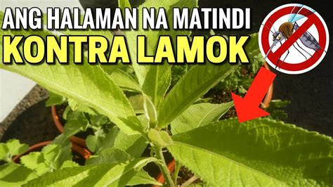 Ang TINDI Pala Ng Mga HALAMAN Na Ito KONTRA LAMOK YouTube