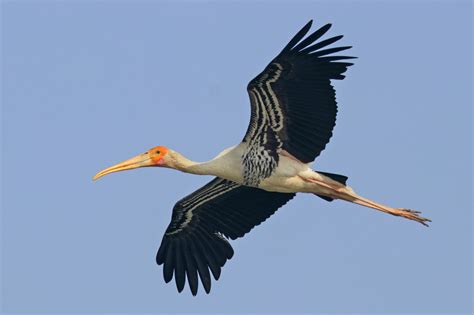 Painted Stork nesting dangerously low - British Ornithologists' Union