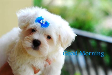 57 Cutest Good Morning Wishes With Puppies