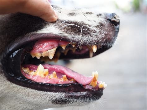 Periodontal Diseases In Dogs: Symptoms, Stages & Prevention