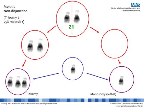 Ppt Key Concept Meiosis Creates Sex Cells That Are Haploid Powerpoint Presentation Id9634165