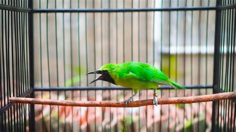 Emosi Gacor Nembak Jambul Ngentrok Cucak Ijo Gacor Bongkar Isian