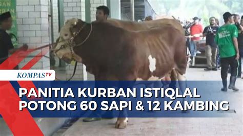 Sapi Presiden Jokowi Jadi Yang Pertama Disembelih Di Masjid Istiqlal