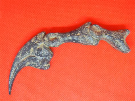 Fossil Specimen Reptiles Jurassic James