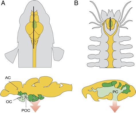 Conserved Sensory Neurosecretory Cell Types In Annelid And Fish