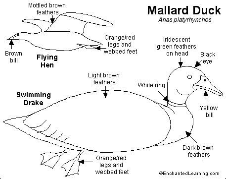 Mallard Duck Printout- EnchantedLearning.com